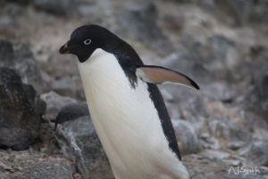 Adélie Penguin