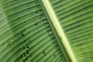 Banana Leaf